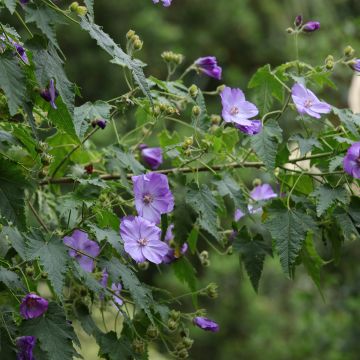 Nukka-aulio - Abutilon vitifolium