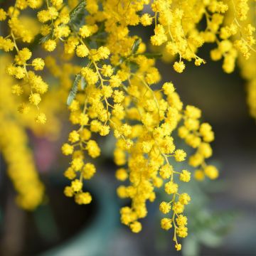 Kulta-akaasia - Acacia baileyana