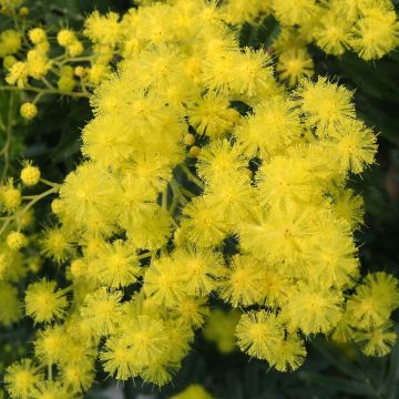 Hopea-akaasia - Acacia dealbata