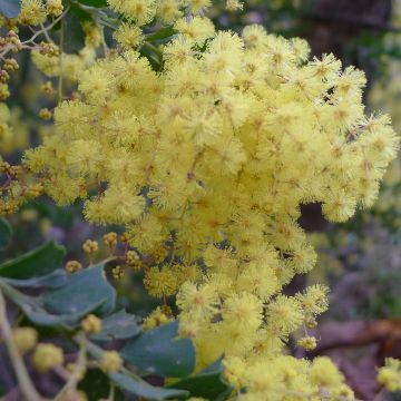 Akaasia - Acacia pravissima