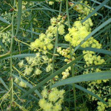 Akaasia - Acacia iteaphylla