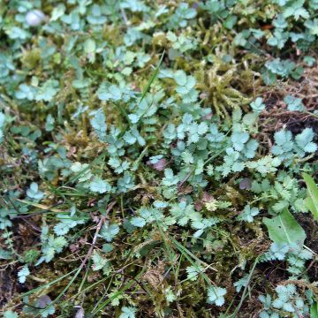 Siniakeena - Acaena buchananii