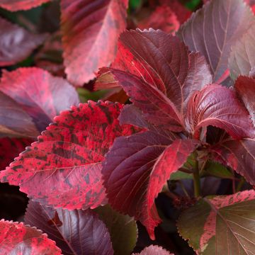 Kissanhännä - Acalypha godseffiana