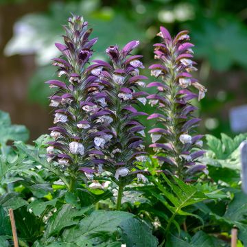 Balkaninakantti - Acanthus hungaricus
