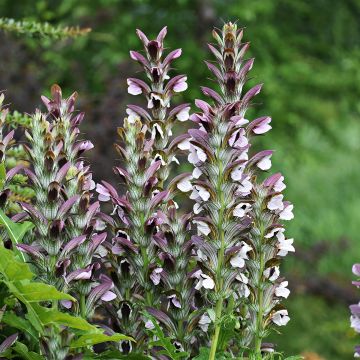 Kreikanakantti - Acanthus mollis