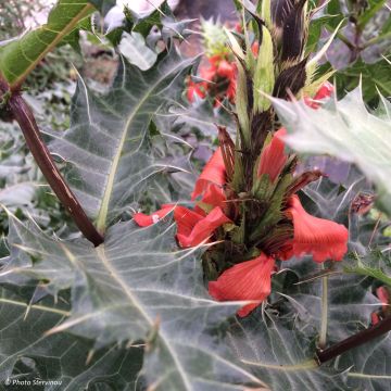 Akanti - Acanthus sennii