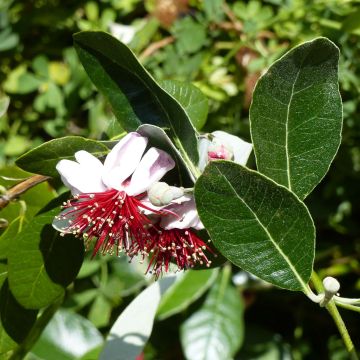 Feijoa Coolidge itsepölytteinen