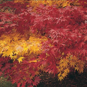 Japaninvaahtera Autumn Coloured Hybrids Mixed