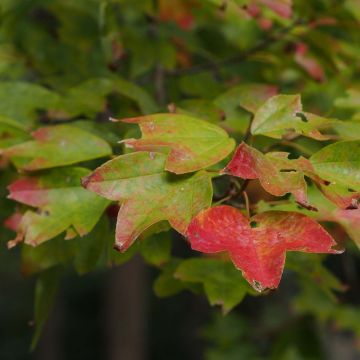 Kolmihammasvaahtera - Acer buergerianum