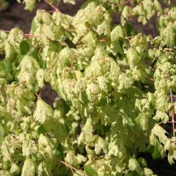 Niverävaahtera Pulverulentum