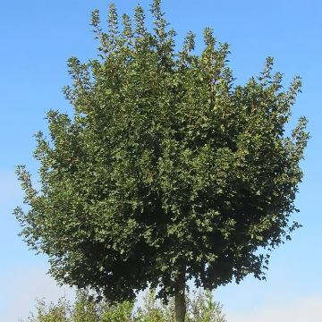 Niverävaahtera Nanum
