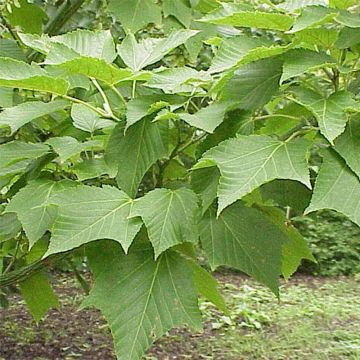 Uurrekaarnavaahtera - Acer capillipes