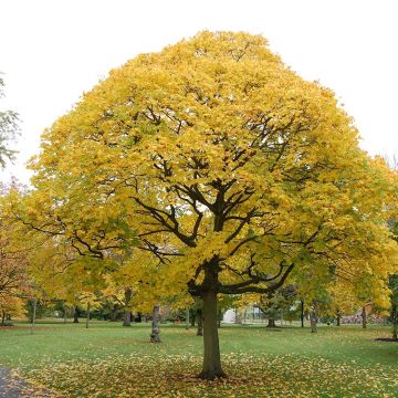 Kappadokianvaahtera Aureum