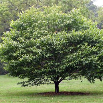 Pyökkivaahtera - Acer carpinifolium