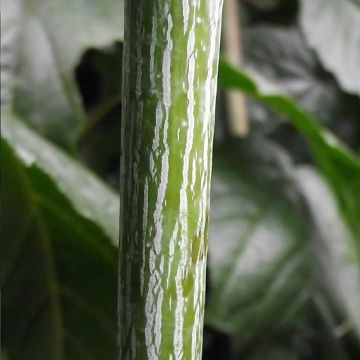 Vaahtera Silver Vein