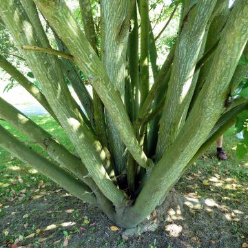 Davidinvaahtera - Acer davidii