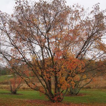 Mongolianvaahtera - Acer tataricum subsp. ginnala