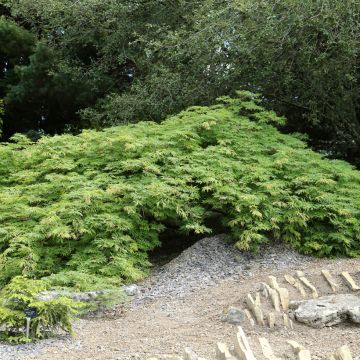 Hokkaidonvaahtera Green Cascade