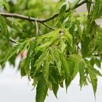 Saarnivaahtera - Acer negundo