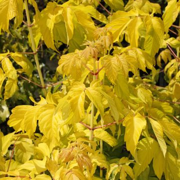 Saarnivaahtera Auratum