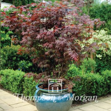 Japaninvaahtera (siemenet) - Acer palmatum