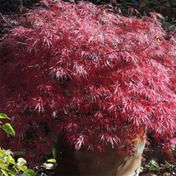 Verijapaninvaahtera Firecracker