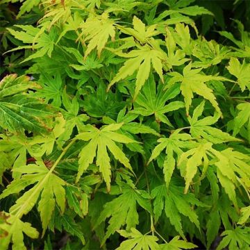 Japaninvaahtera Going Green