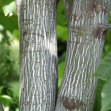 Pennsylvanianvaahtera - Acer pensylvanicum