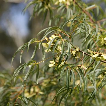 Vaahtera - Acer pentaphyllum