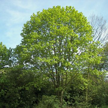 Metsävaahtera - Acer platanoides