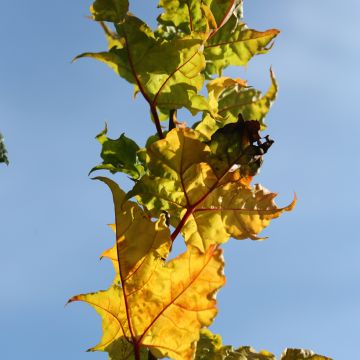 Metsävaahtera Marylka BESKID
