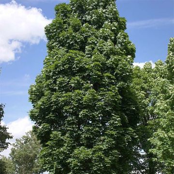 Metsävaahtera Columnare