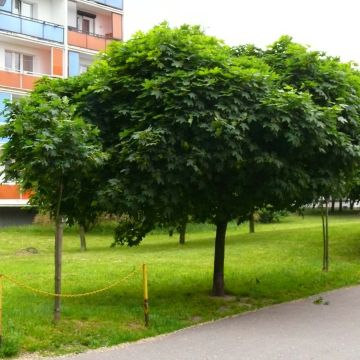 Metsävaahtera Globosum