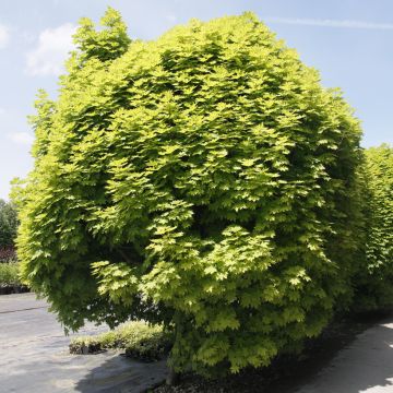 Metsävaahtera Gurba