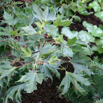 Metsävaahtera Laciniatum