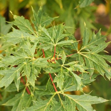 Liuskalehtinen metsävaahtera Palmatifidum