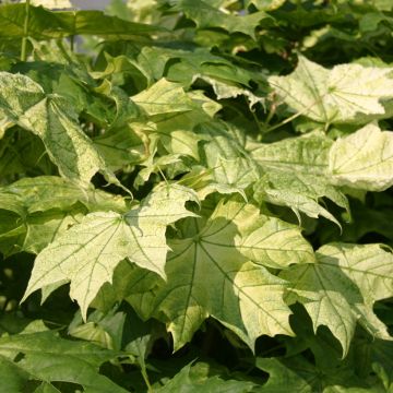 Metsävaahtera Maculatum