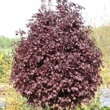 Metsävaahtera Purple Globe