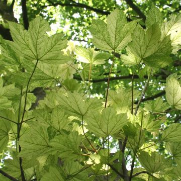 Vuorivaahtera Leopoldii