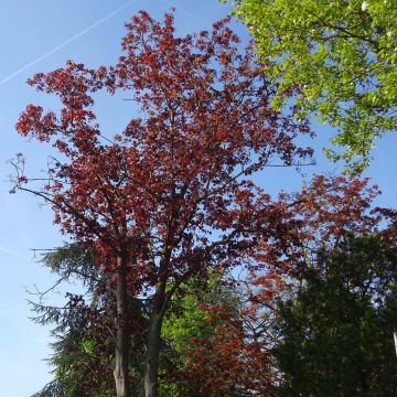 Metsävaahtera Royal Red