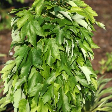 Punavaahtera Green Pillar