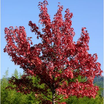 Punavaahtera Summer Red