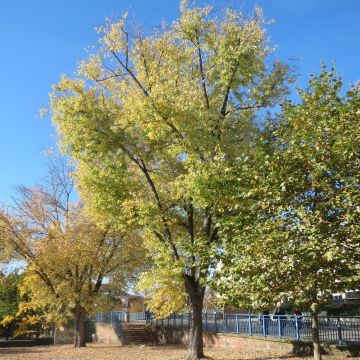 Hopeavaahtera - Acer saccharinum