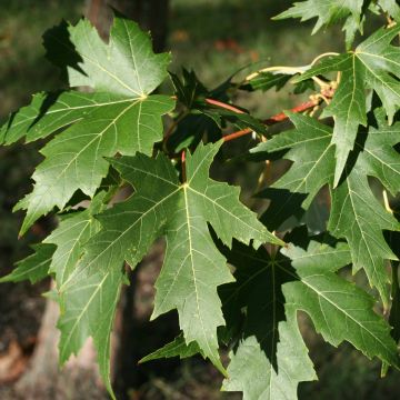 Hopeavaahtera Laciniatum Wieri