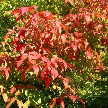 Huntuvaahtera - Acer triflorum
