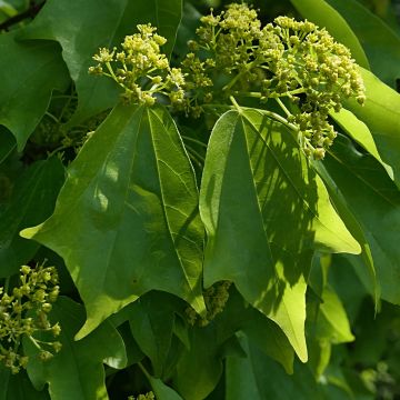 Kolmihammasvaahtera (siemenet) - Acer buergerianum