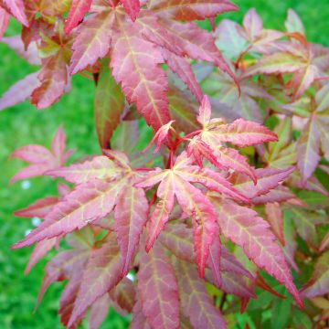 Japaninvaahtera Redwine