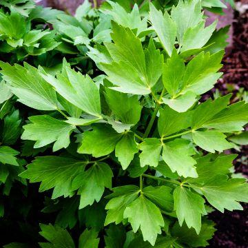 Liperi - Levisticum officinale