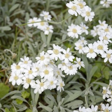 Siankärsämö - Achillea ageratifolia