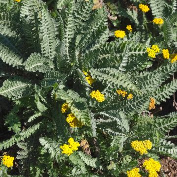 Siankärsämö - Achillea clypeolata
